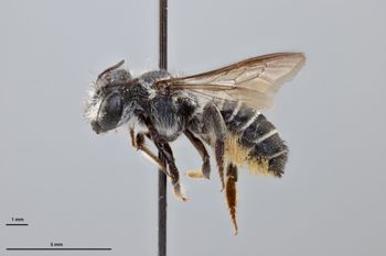 Media type: image;   Entomology 791056 Aspect: habitus lateral view